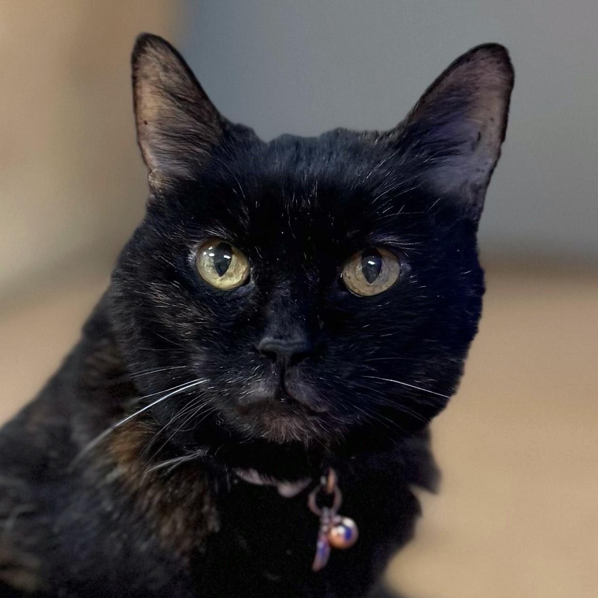 Helen, a Adoptable Domestic Short Hair in Norwalk, CT image 1/4