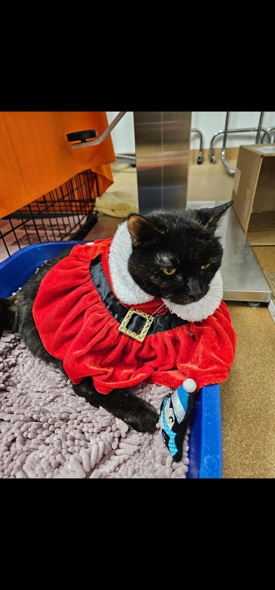 Helen, a Adoptable Domestic Short Hair in Norwalk, CT image 4/4