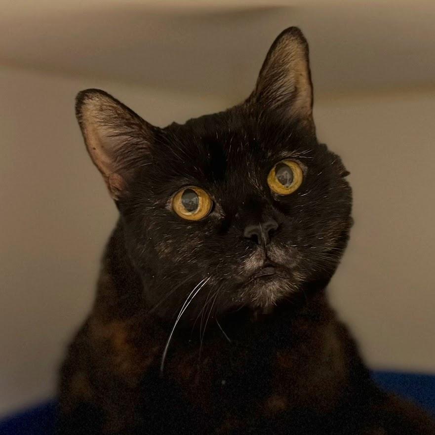 Helen, a Adoptable Domestic Short Hair in Norwalk, CT image 2/4