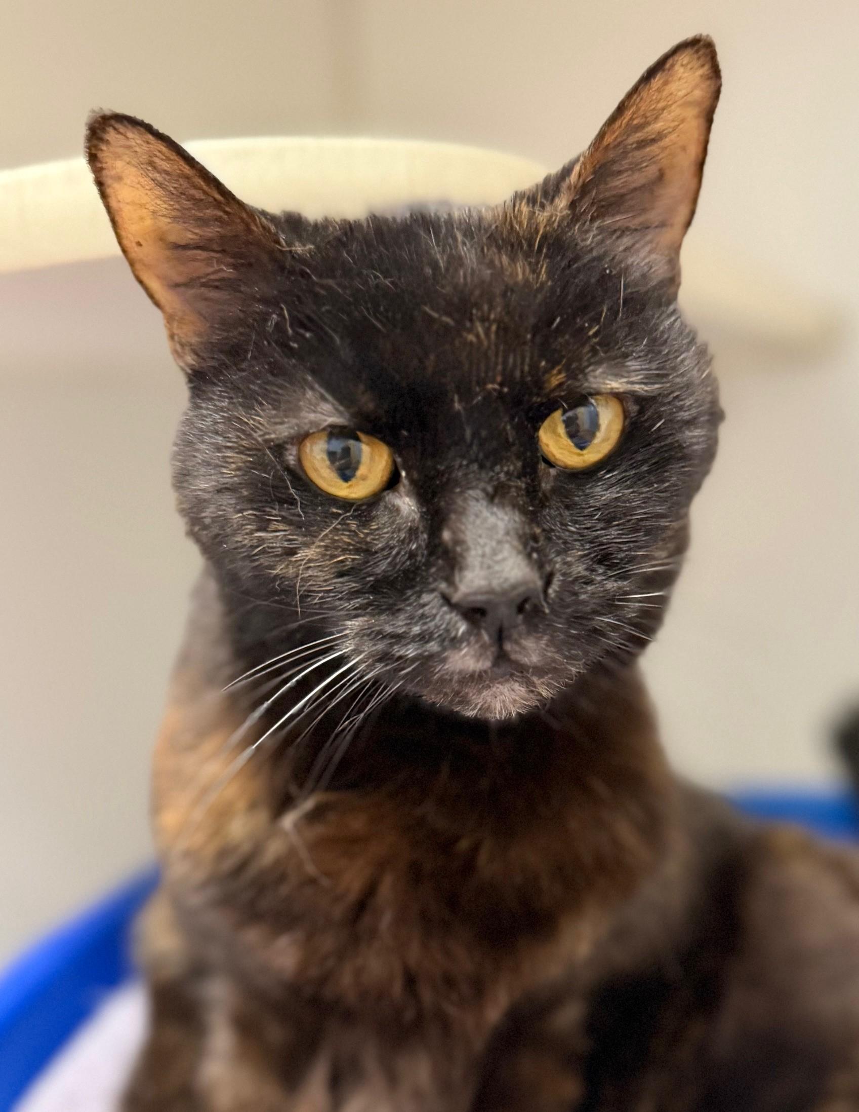 Helen, a Adoptable Domestic Short Hair in Norwalk, CT image 3/4