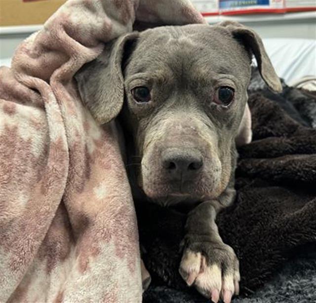 LOW TIDE, Adoptable, Adult Female Pit Bull Terrier.