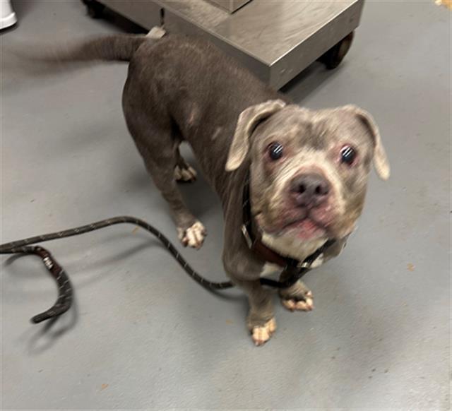 Enlarge LOW TIDE, a Adoptable Pit Bull Terrier in Peoria, IL image 1/1