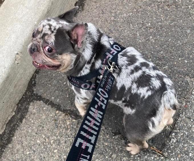 Rifle AVAILABLE MIDWEEK