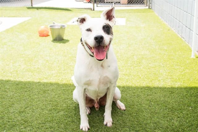 TARGET, Adoptable, Adult Male Pit Bull Terrier & German Shepherd Dog.