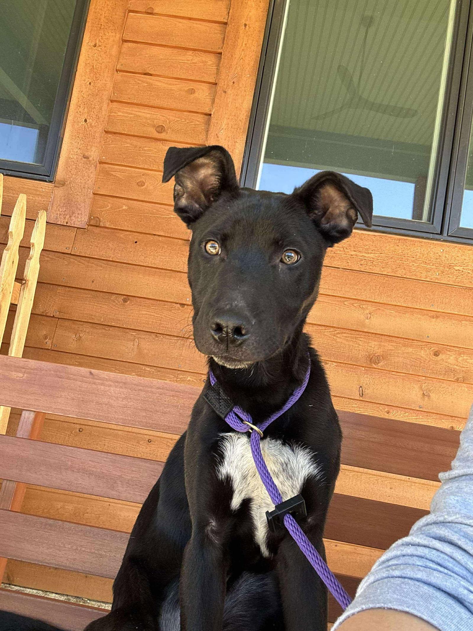 Macaroni thumbnail 2