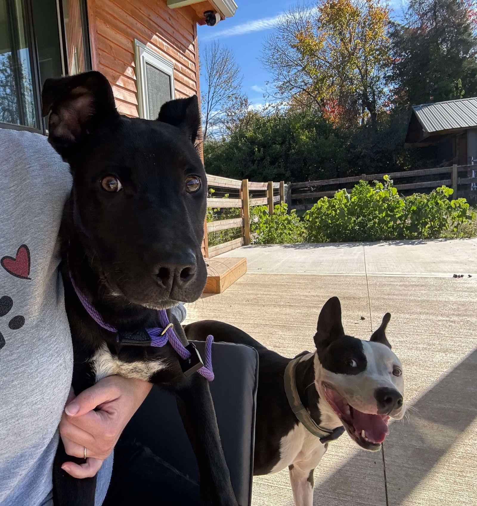 Macaroni — thumbnail 2