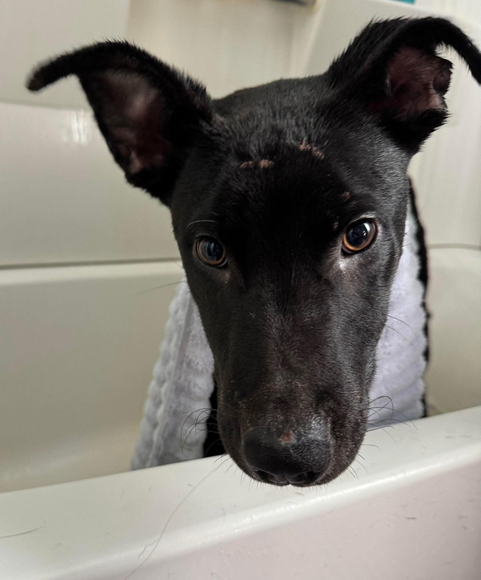 Macaroni — thumbnail 3