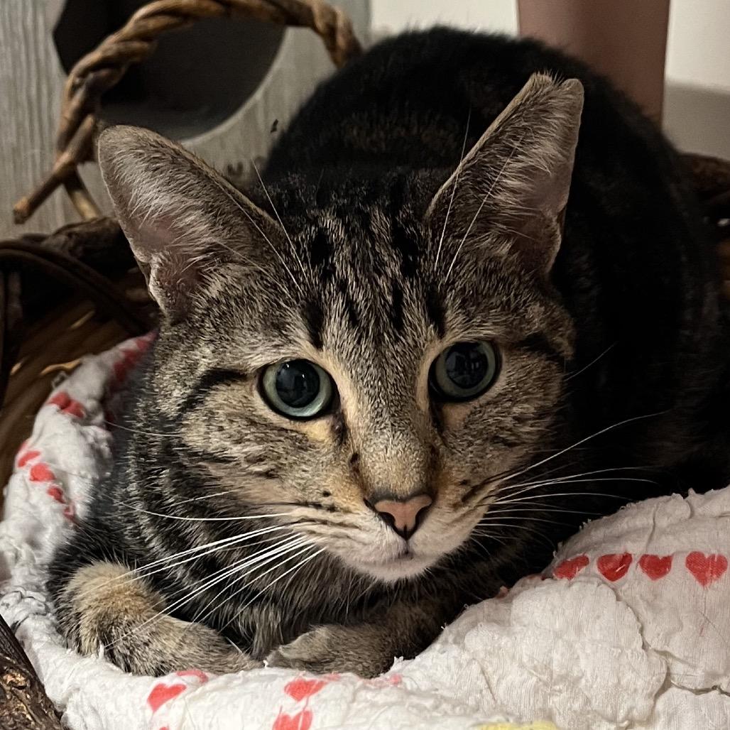 Conversation Hearts, Adoptable, Adult Female Domestic Short Hair.