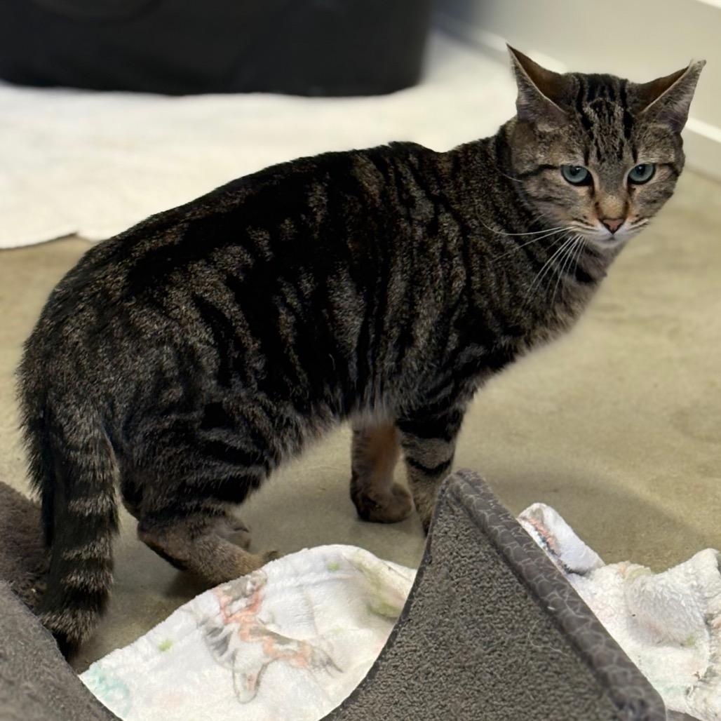 Enlarge Conversation Hearts, a Adoptable Domestic Short Hair in Chicago, IL image 2/2