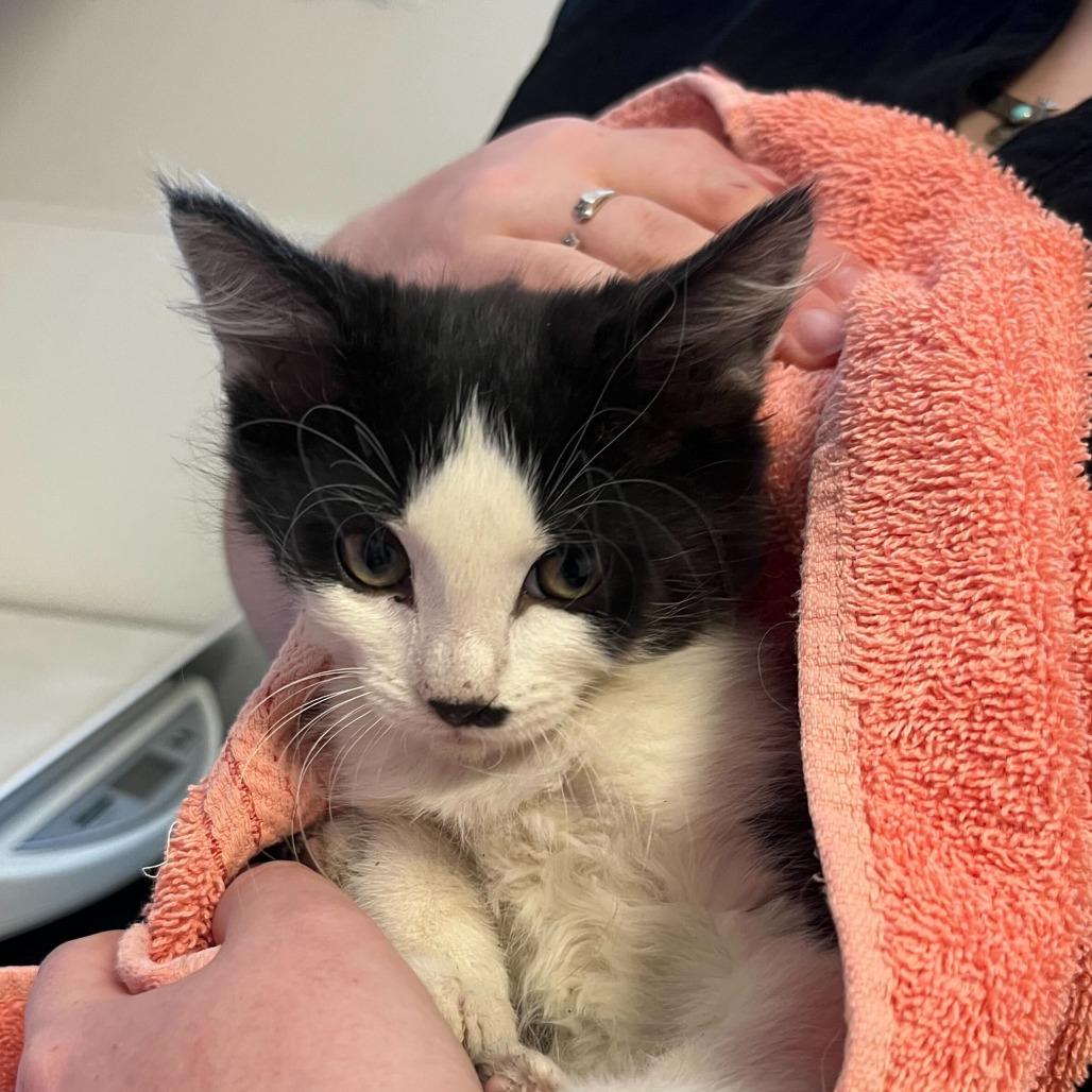 Shallot (26-2I-2), Adoptable, Kitten Male Domestic Medium Hair.