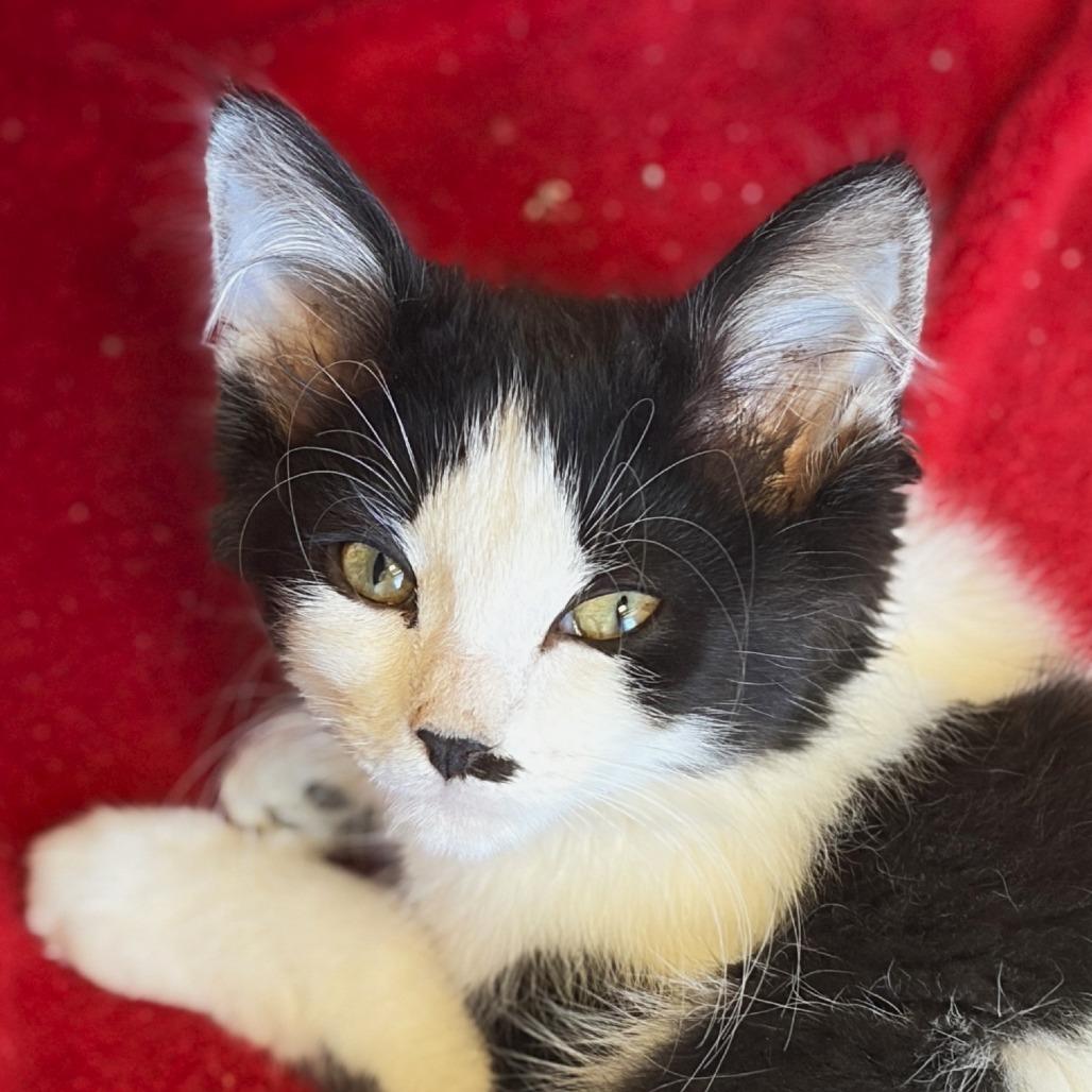 Enlarge Shallot (26-2I-2), a Adoptable Domestic Medium Hair in Rifle, CO image 2/2