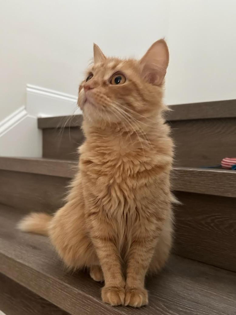 Enlarge Peaches, an adopted Tabby in Mt Pleasant, SC image 5/6