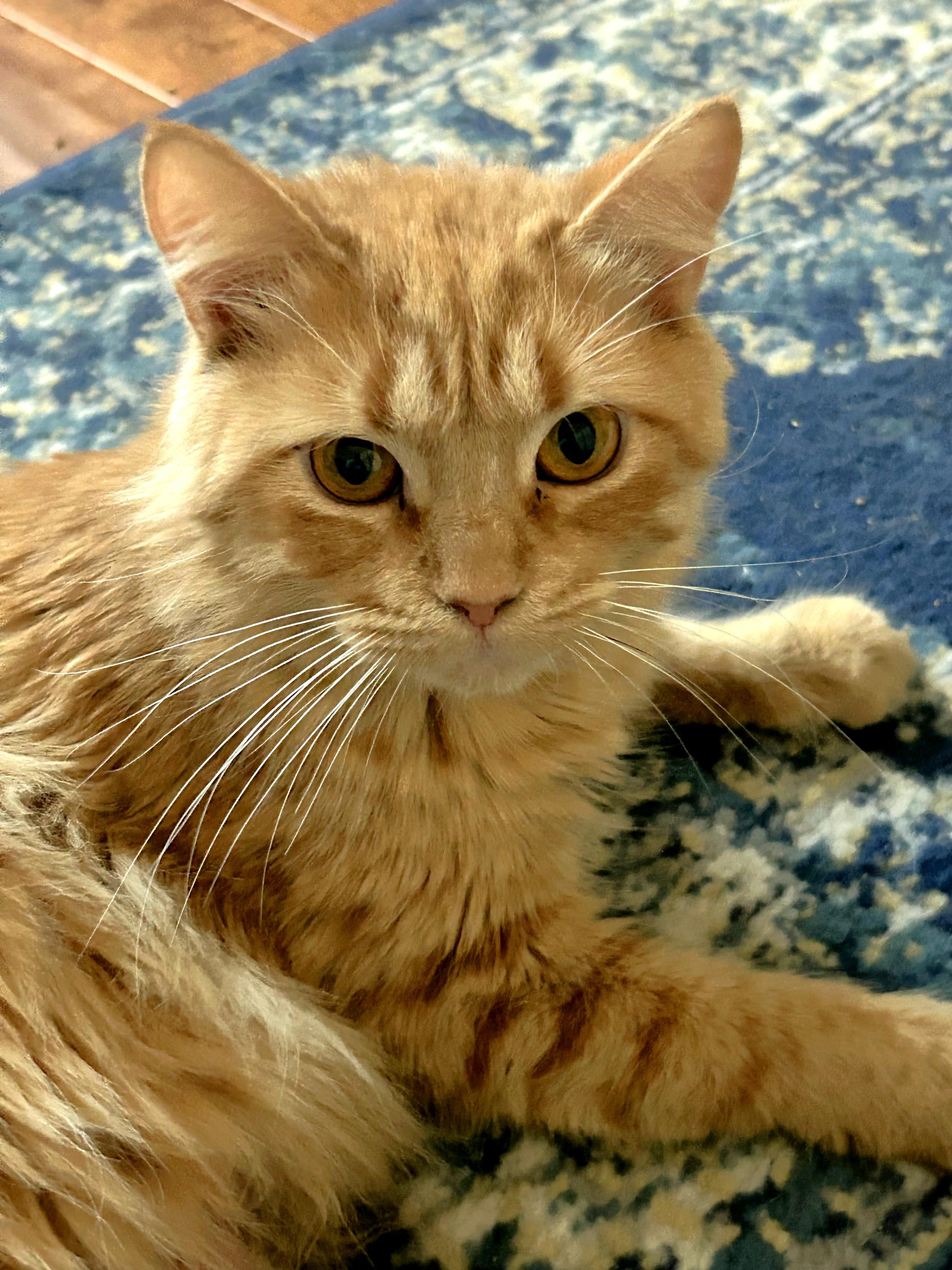 Enlarge Peaches, an adopted Tabby in Mt Pleasant, SC image 3/6