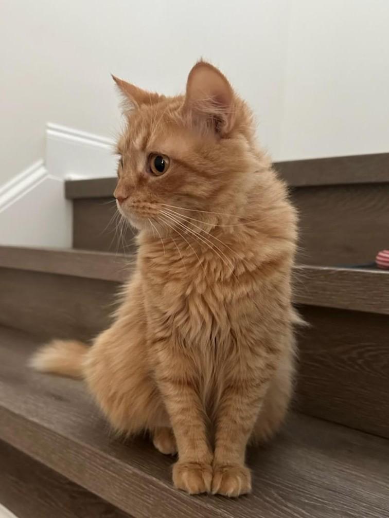 Enlarge Peaches, an adopted Tabby in Mt Pleasant, SC image 6/6