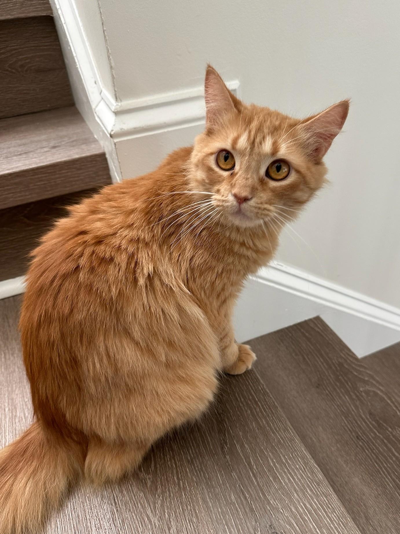 Enlarge Peaches, an adopted Tabby in Mt Pleasant, SC image 4/6