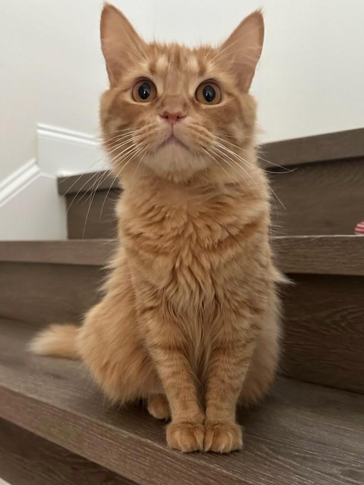 Enlarge Peaches, an adopted Tabby in Mt Pleasant, SC image 2/6