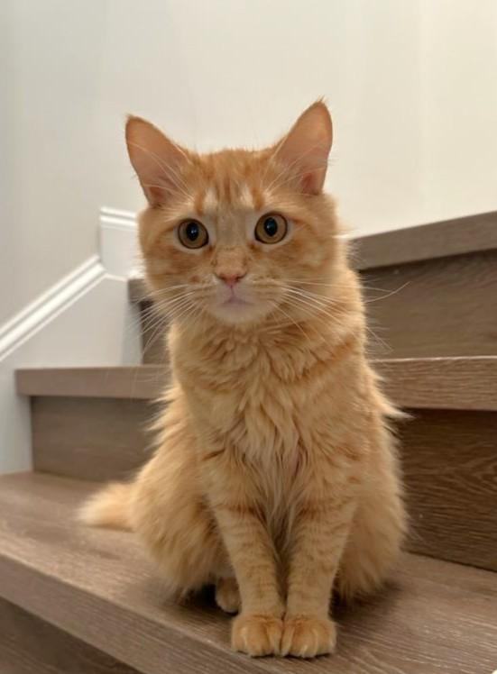 Peaches, adopted, Adult Female Tabby.