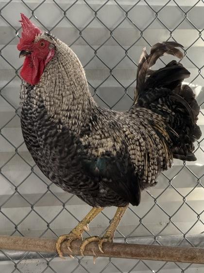 Mr. Knowitall, Adoptable, Adult Male Chicken.