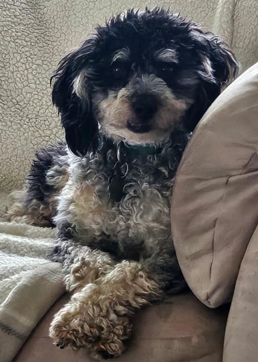 Bo, ADOPTABLE, Young Male Poodle & Bichon Frise.