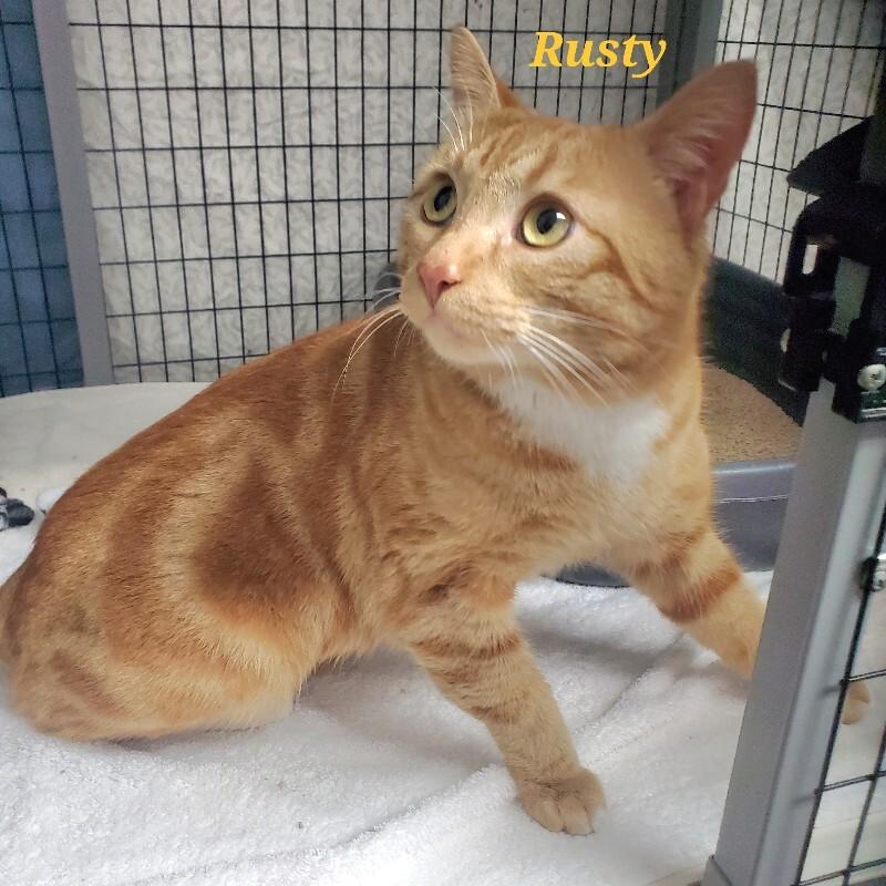 Enlarge Rusty, a Adoptable Domestic Short Hair in Diamond Springs, CA image 1/3