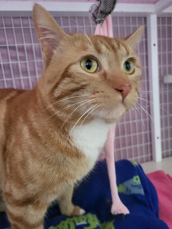 Enlarge Rusty, a Adoptable Domestic Short Hair in Diamond Springs, CA image 3/3