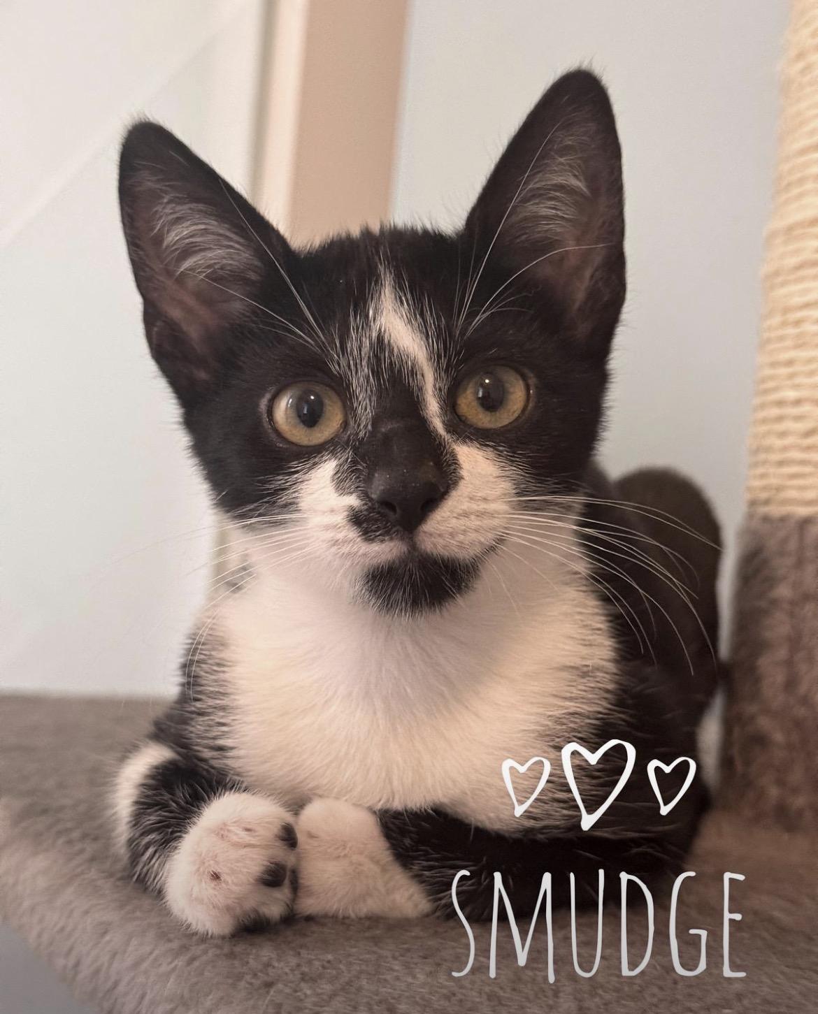 Enlarge Silas & Smudge bonded pair, a Adopted mixed breed in Des Moines , WA image 2/2