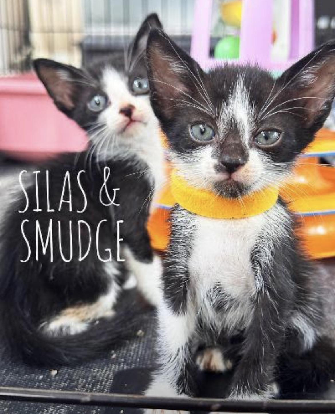Enlarge Silas & Smudge bonded pair, a Adopted mixed breed in Des Moines , WA image 1/2