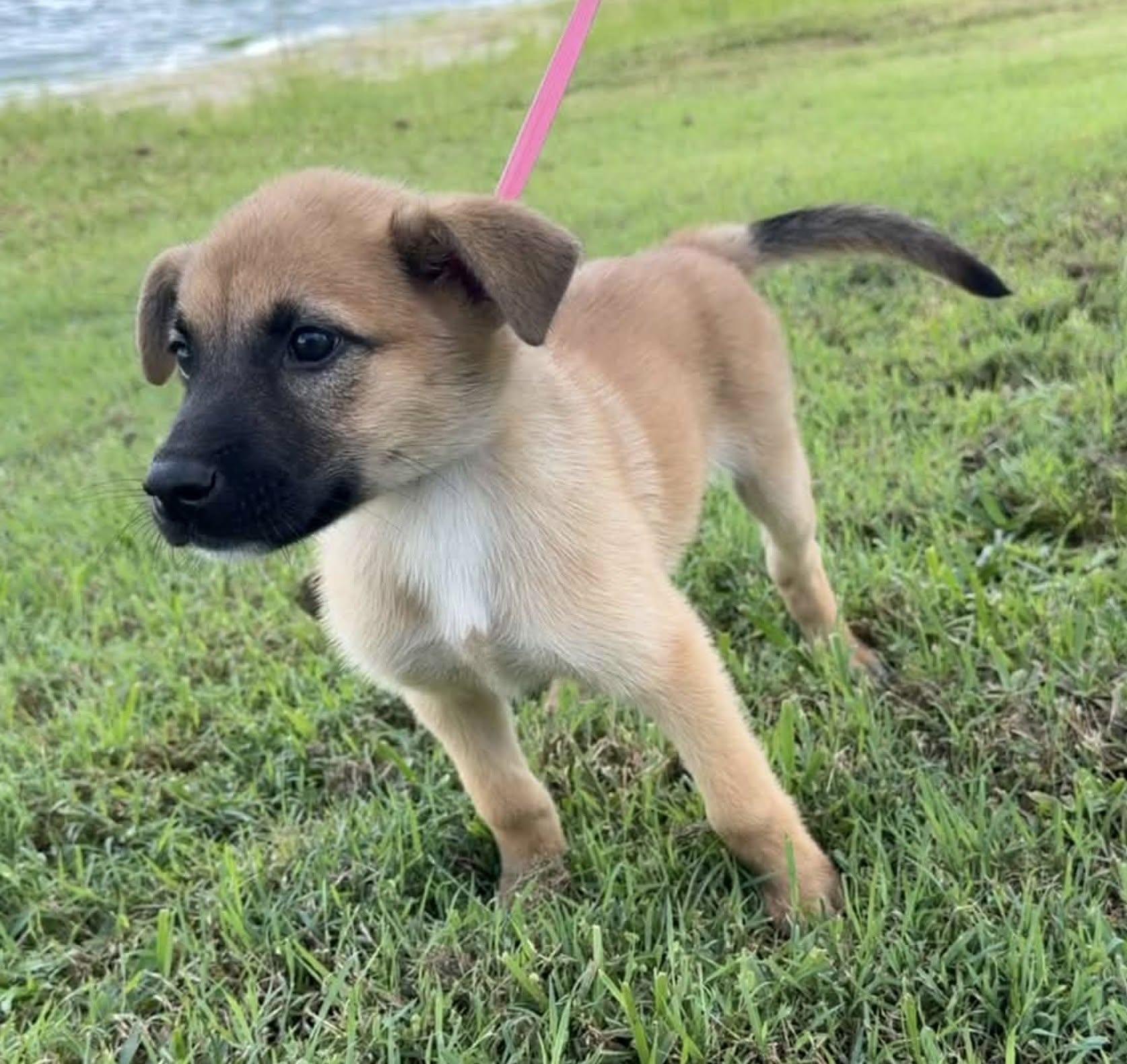 Mandy, Adopted, Puppy Female Labrador Retriever & Shepherd.