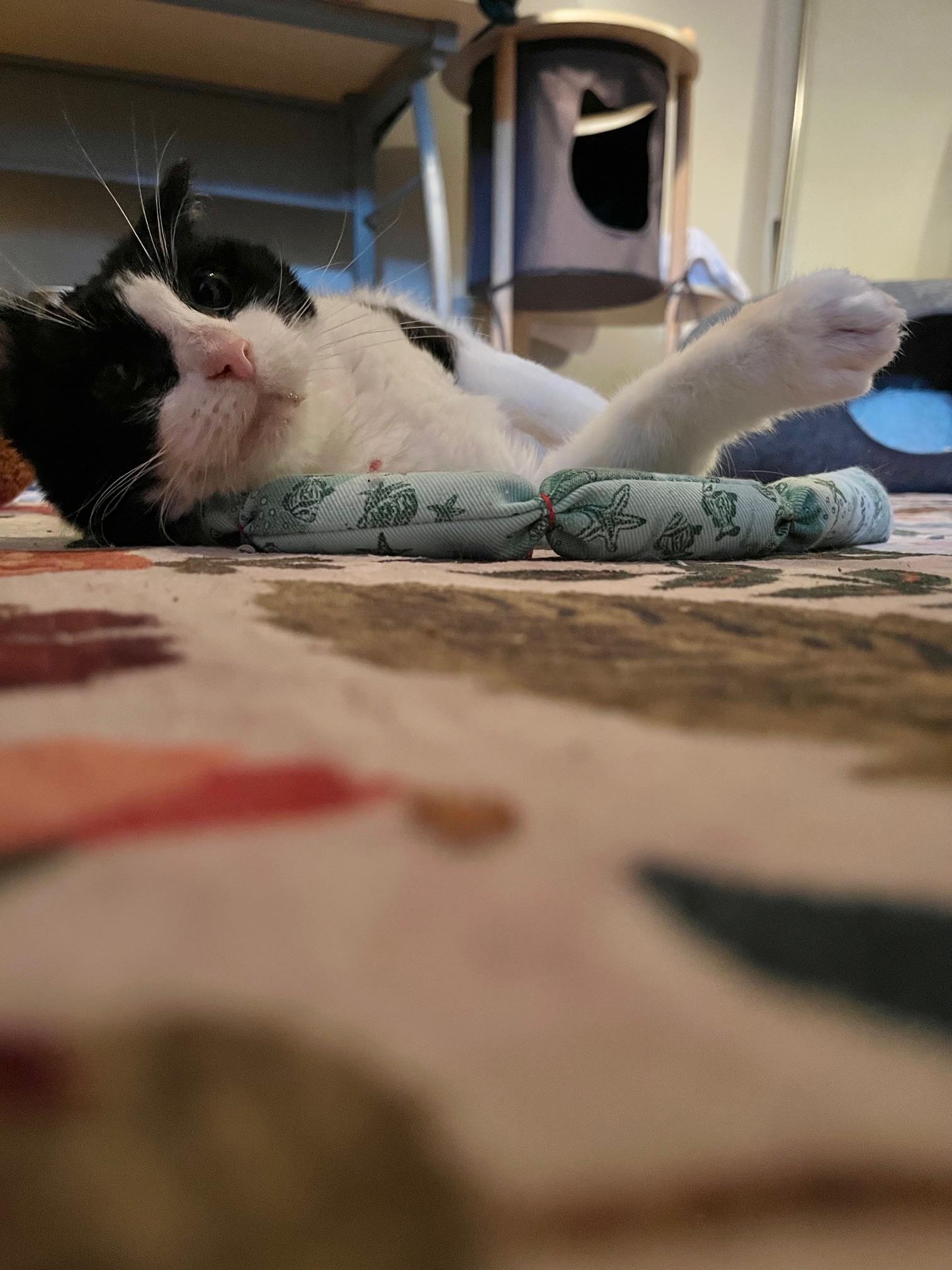 Enlarge Bitty, a Adoptable Tuxedo in Seattle, WA image 3/4