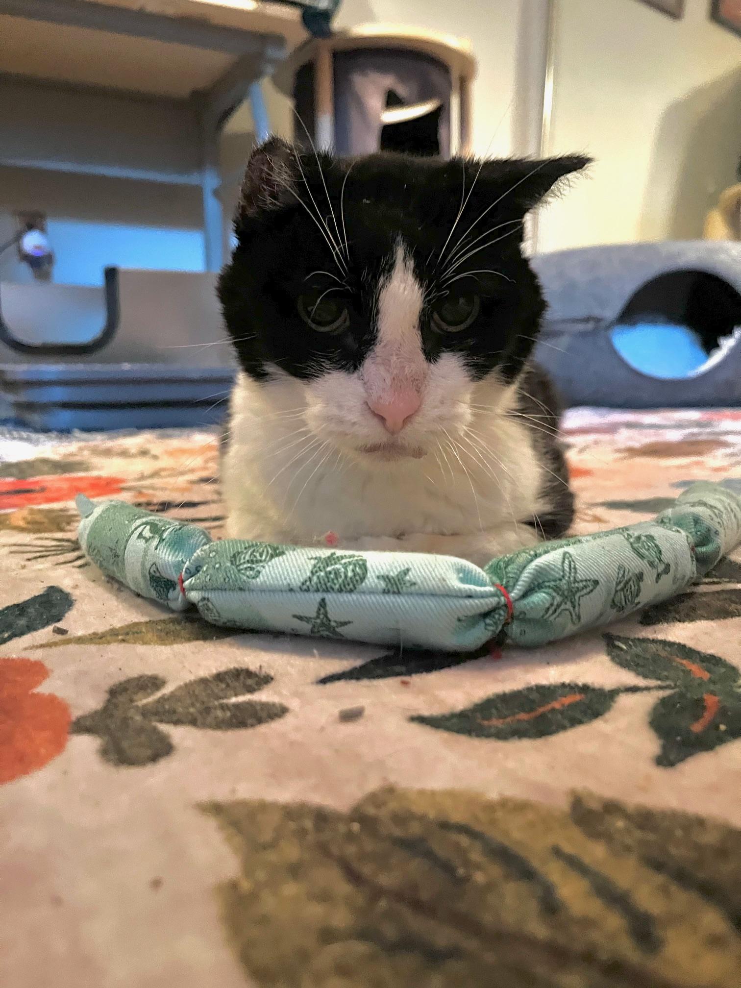 Enlarge Bitty, a Adoptable Tuxedo in Seattle, WA image 2/4