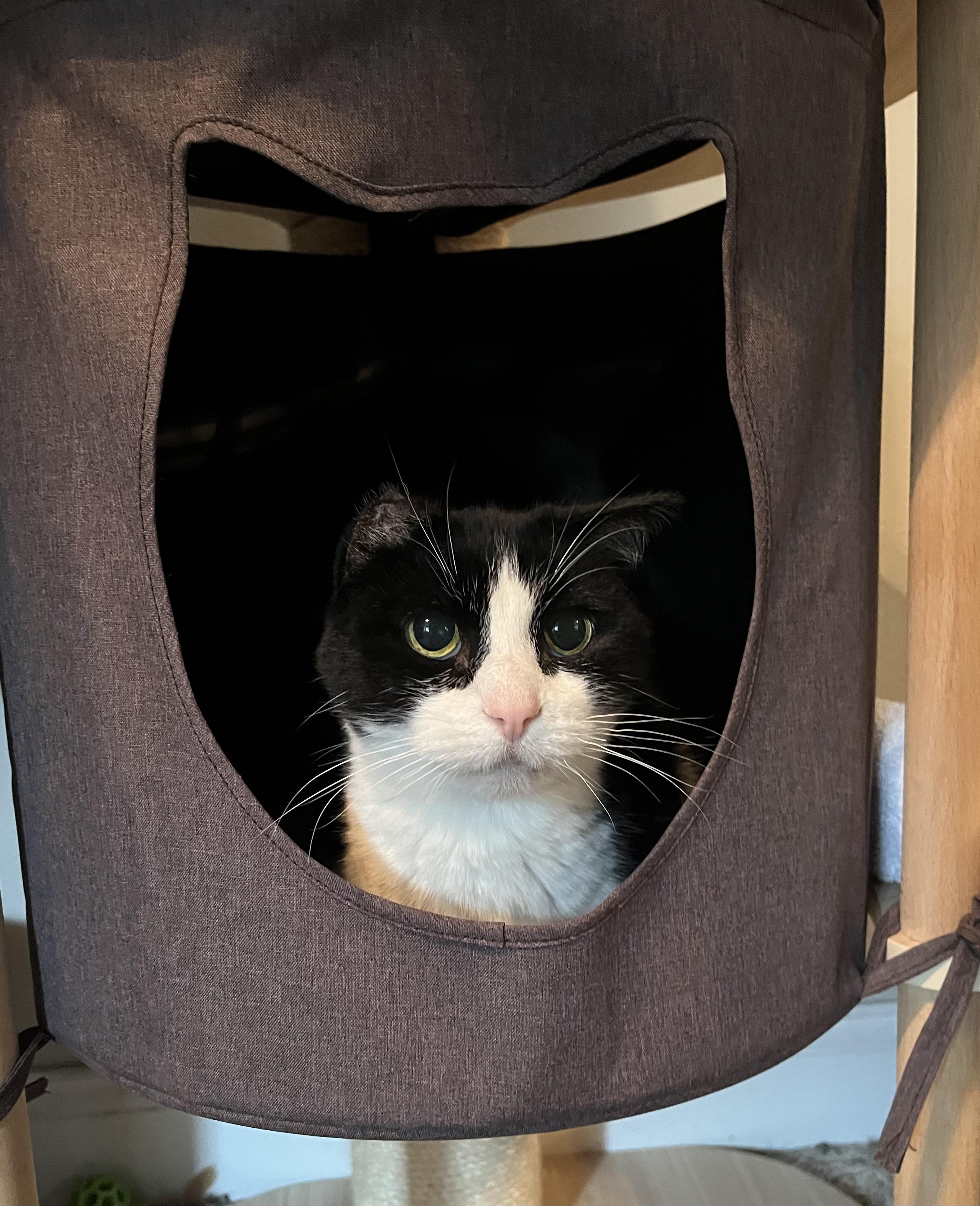 Bitty, Adoptable, Senior Female Tuxedo.