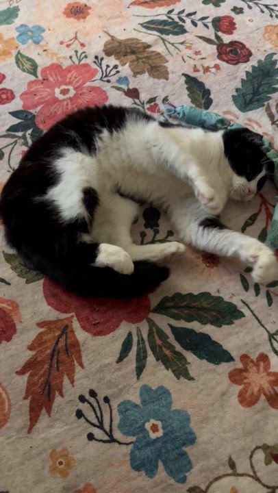 Enlarge Bitty, a Adoptable Tuxedo in Seattle, WA video 4/4