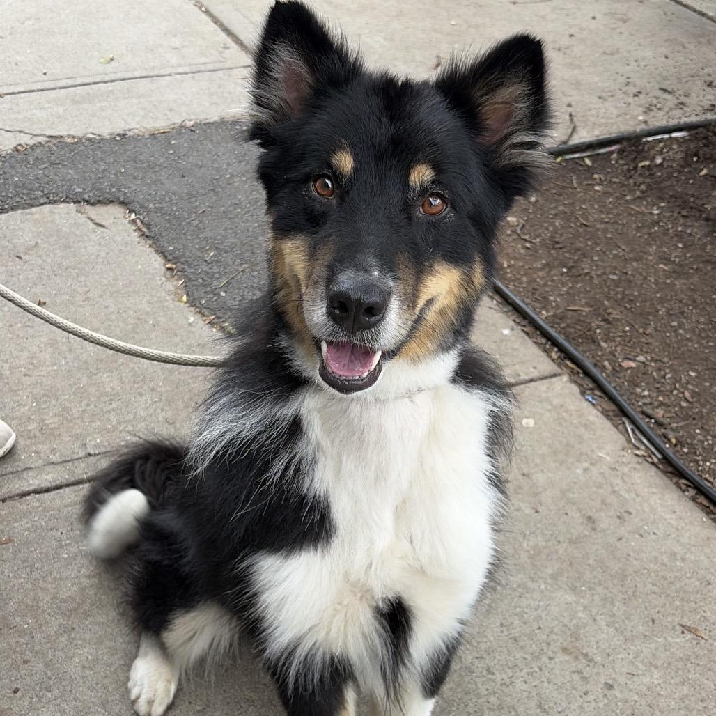 Kooper, Adoptable, Adult Male Husky & Collie.