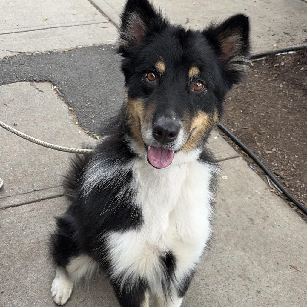 Enlarge Kooper, a Adoptable mixed breed in Newark, NJ image 2/5