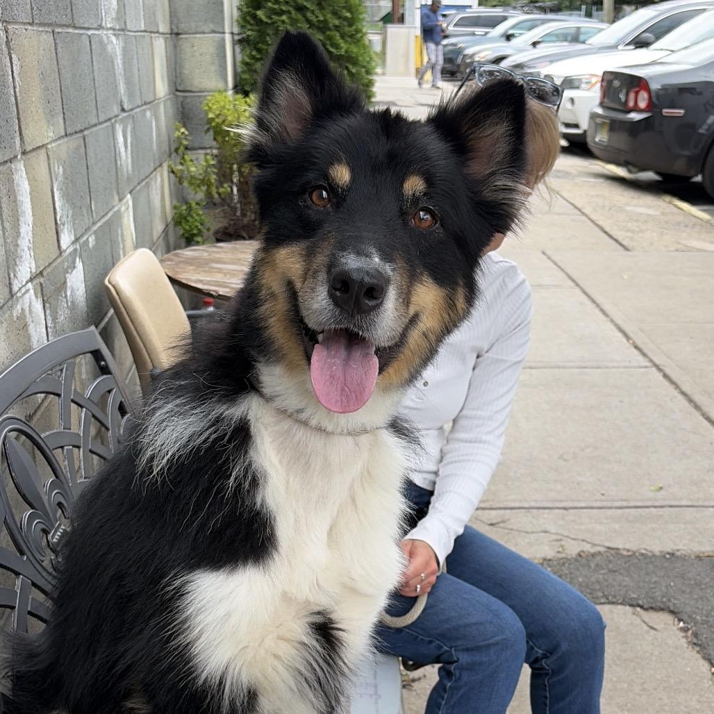 Enlarge Kooper, a Adoptable mixed breed in Newark, NJ image 3/5