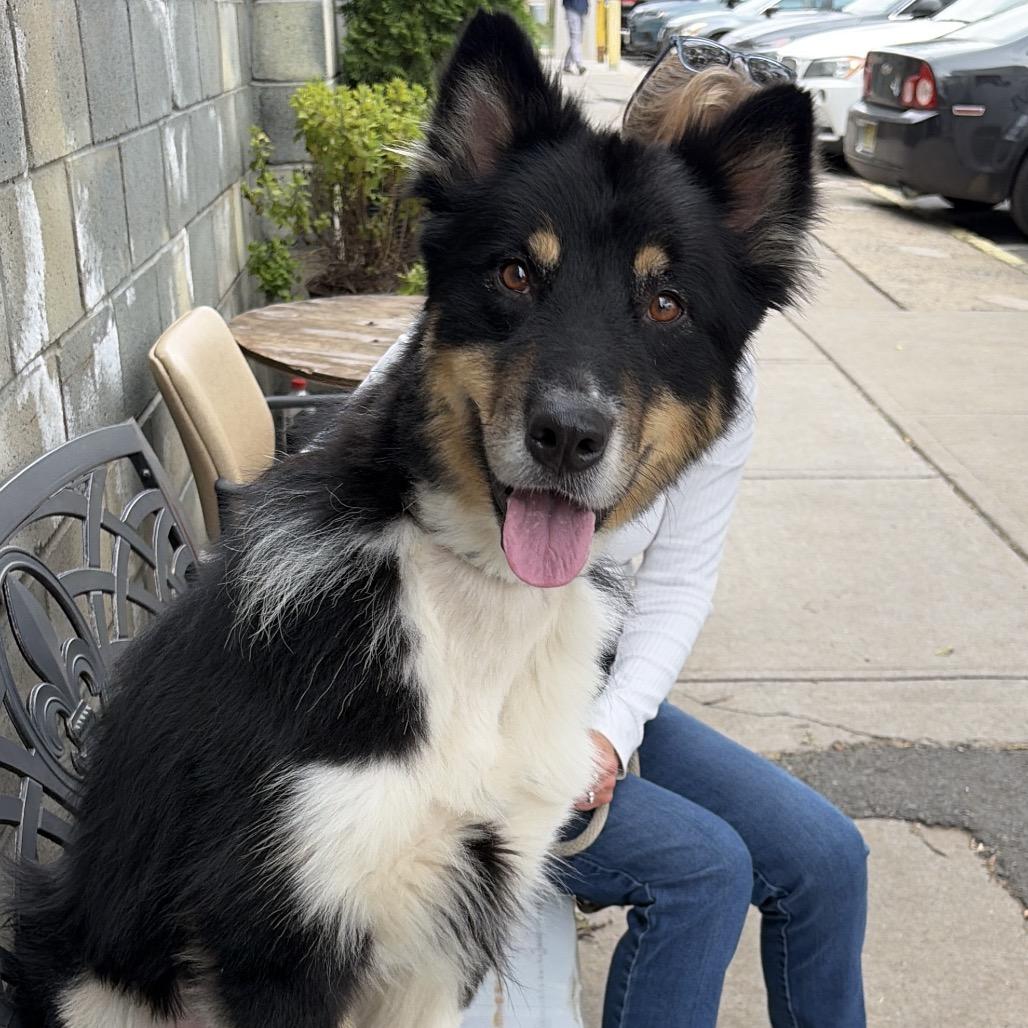 Enlarge Kooper, a Adoptable mixed breed in Newark, NJ image 4/5