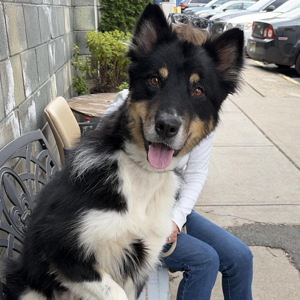 Enlarge Kooper, a Adoptable mixed breed in Newark, NJ image 5/5