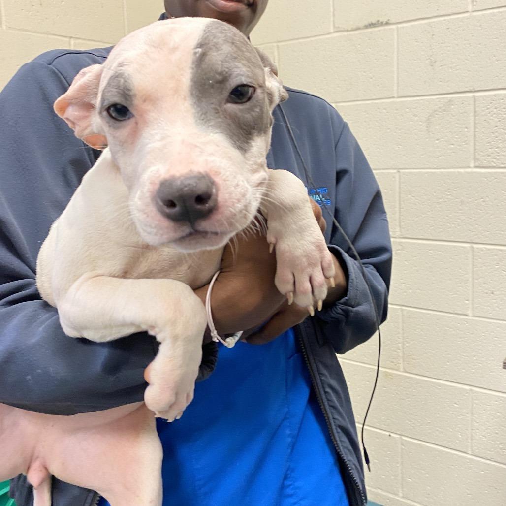 Fancy, a Adoptable Mixed Breed in Memphis, TN image 1/2