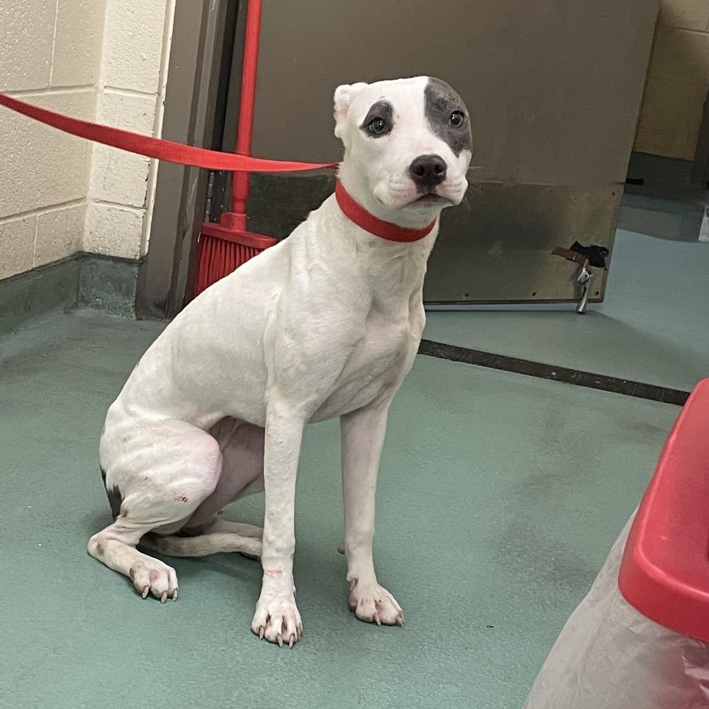 Fancy, a Adoptable Mixed Breed in Memphis, TN image 2/2