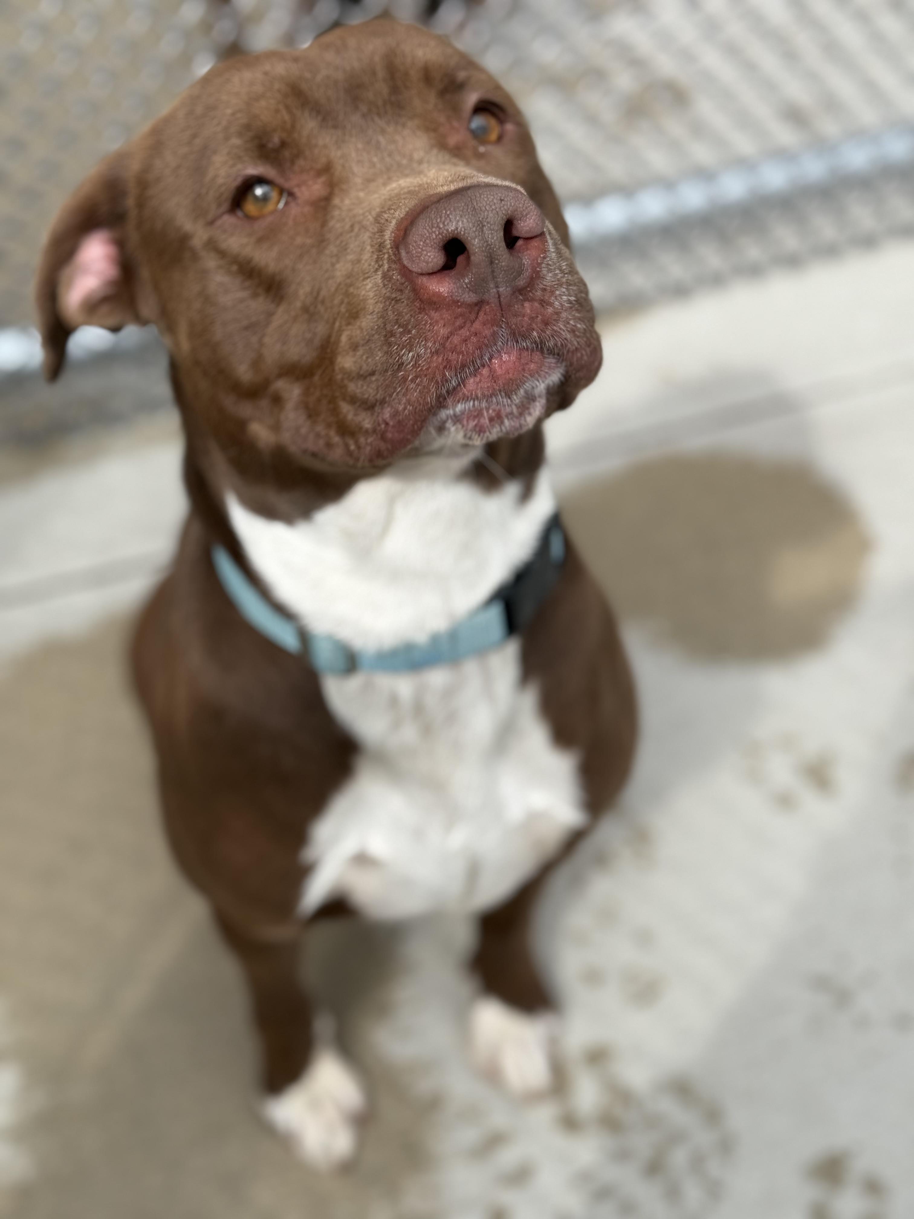 Drake, Adoptable, Young Male Pit Bull Terrier.