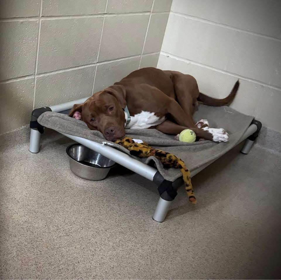 Enlarge Drake, a Adoptable mixed breed in Youngstown, OH image 4/6