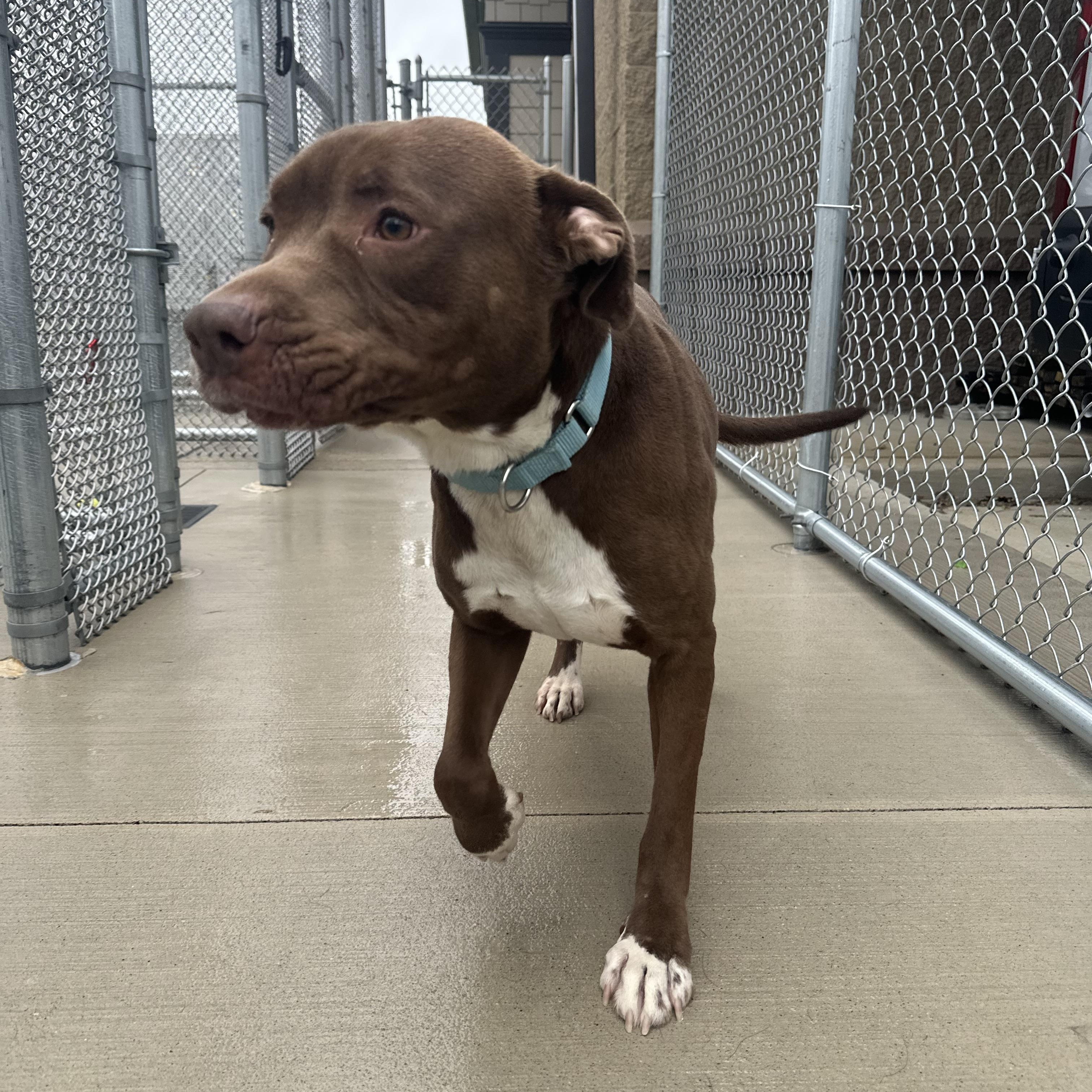 Enlarge Drake, a Adoptable mixed breed in Youngstown, OH image 3/6