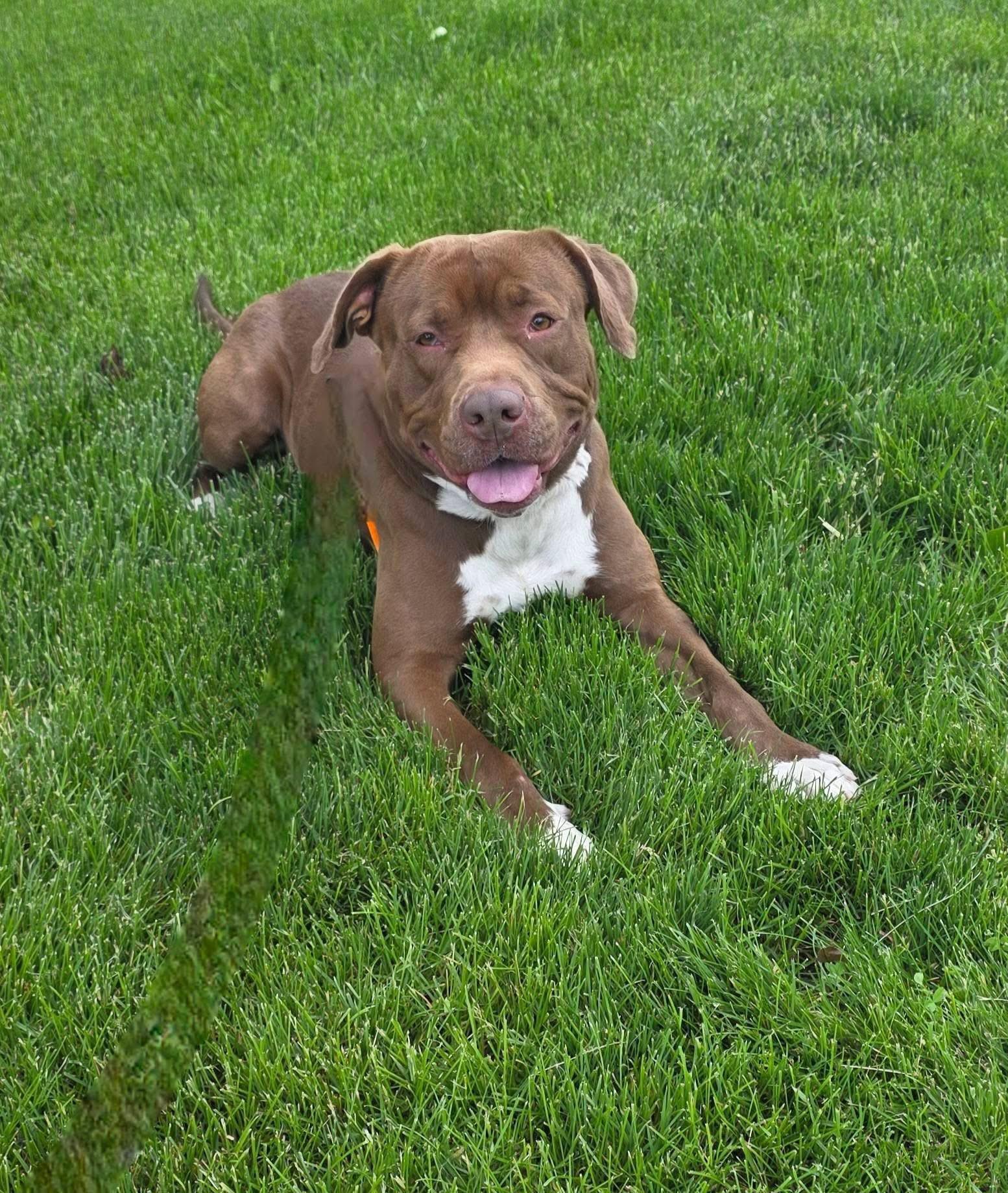 Enlarge Drake, a Adoptable mixed breed in Youngstown, OH image 5/6