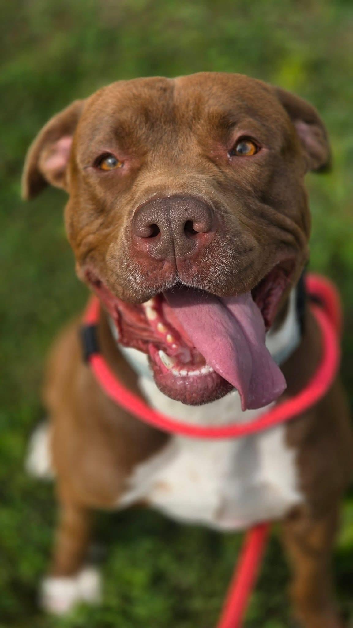 Drake, Adoptable, Young Male Pit Bull Terrier.