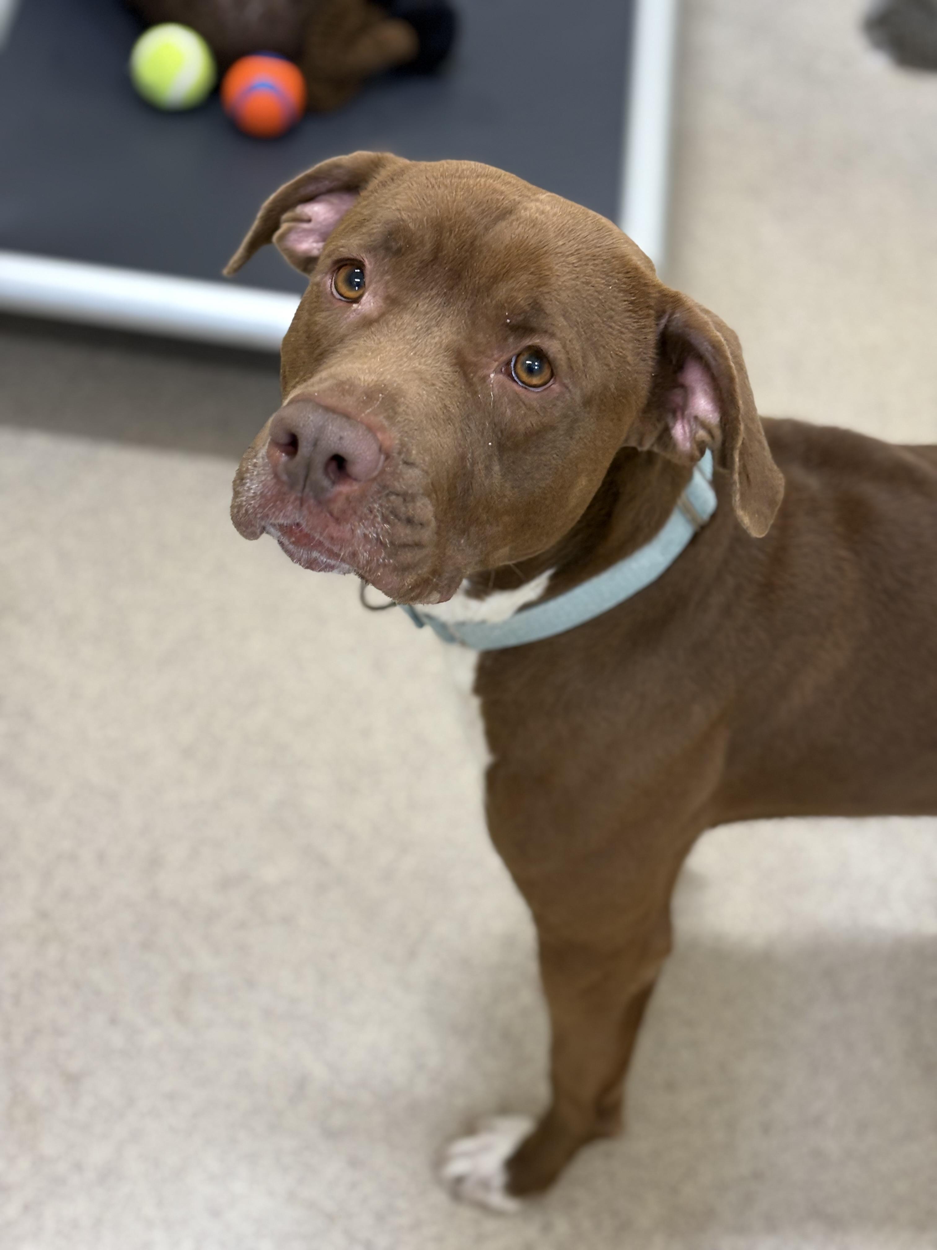 Enlarge Drake, a Adoptable mixed breed in Youngstown, OH image 6/6