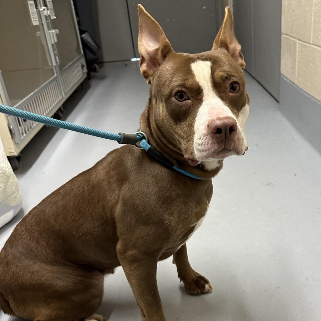 Rosie, Adoptable, Young Female Pit Bull Terrier & Mixed Breed.