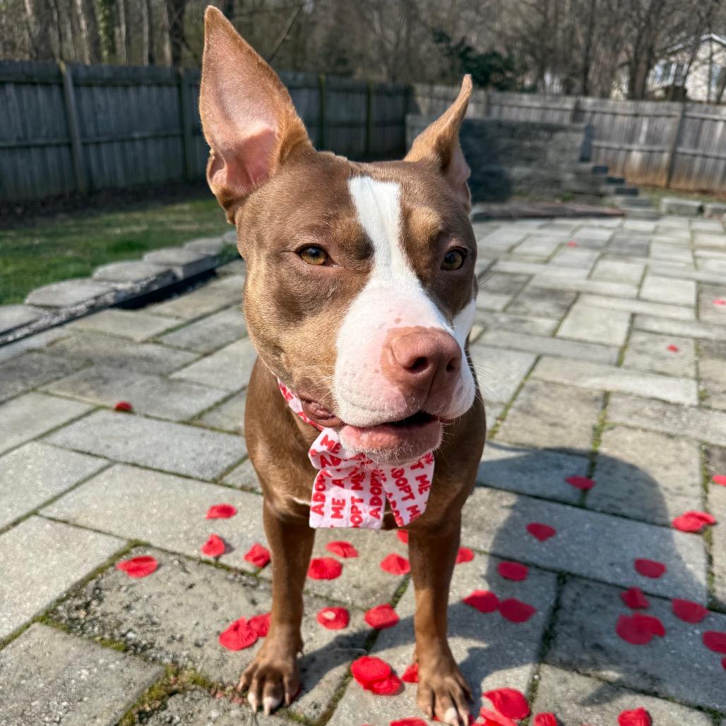 Enlarge Rosie, a Adoptable mixed breed in Concord, NC image 3/6