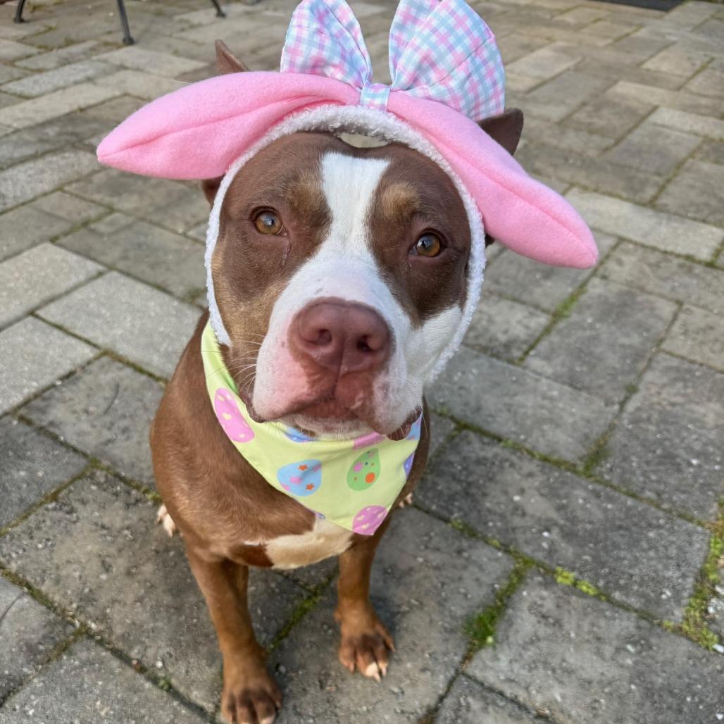 Enlarge Rosie, a Adoptable mixed breed in Concord, NC image 5/6