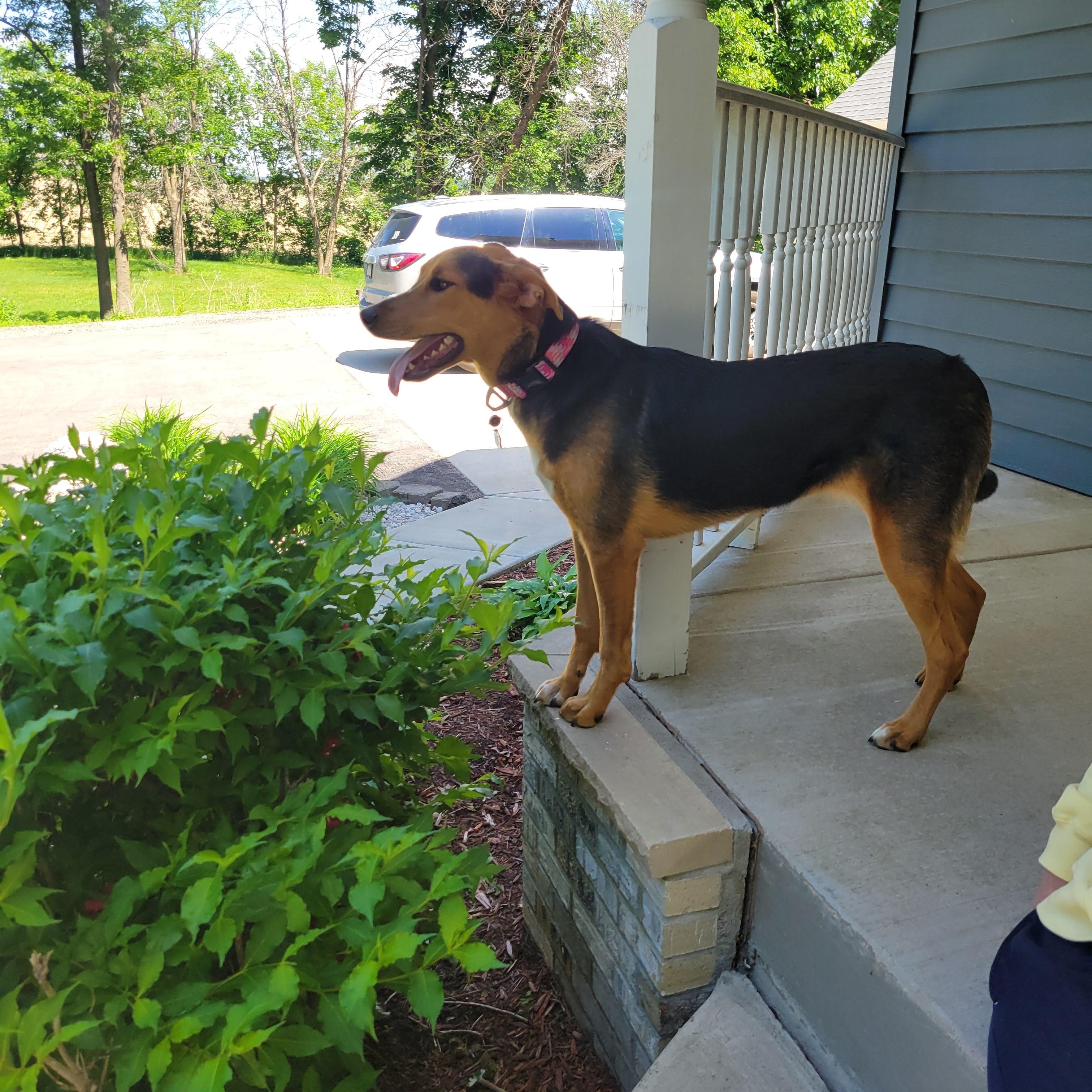 Enlarge Leilee, an adoptable mixed breed in Faribault, MN image 3/4