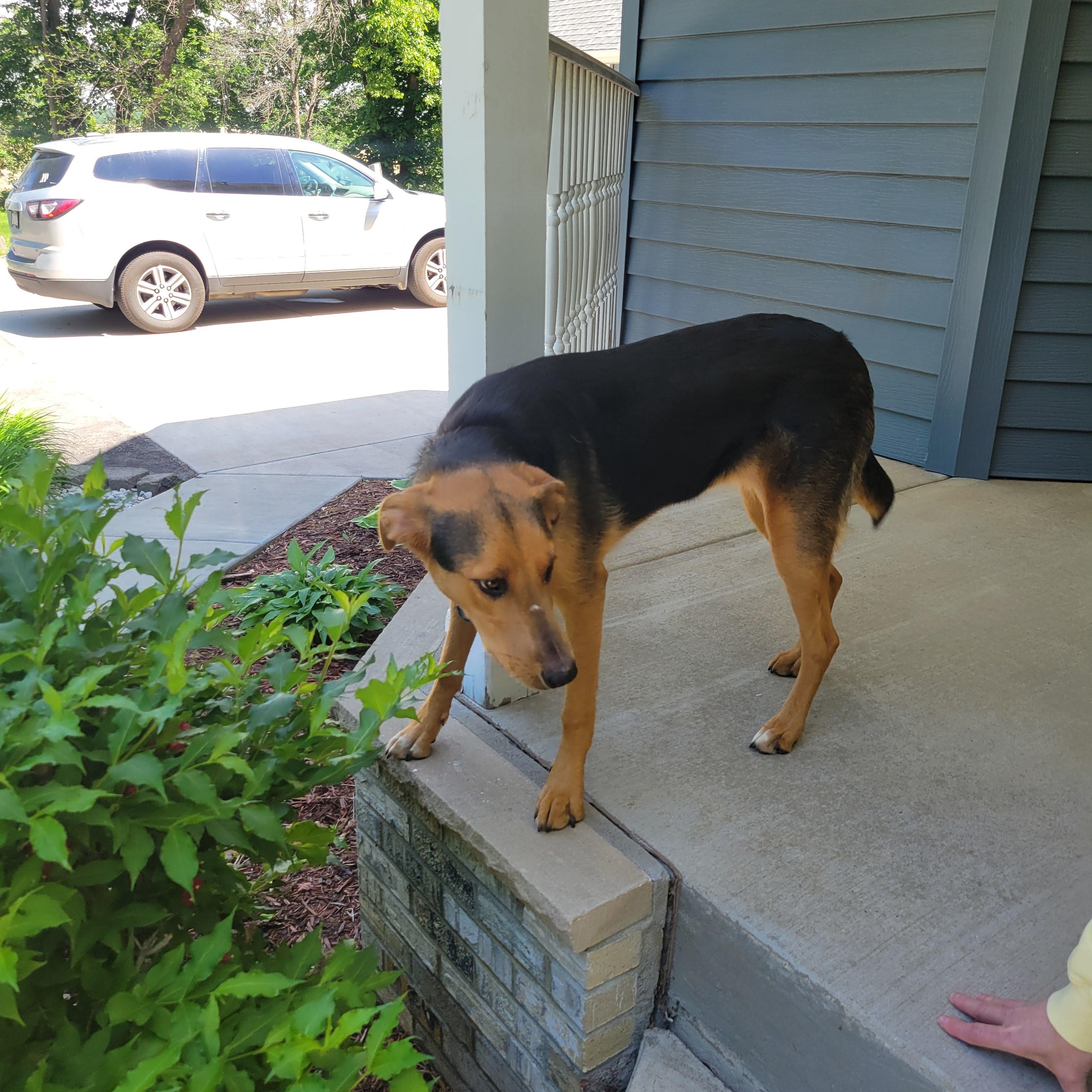Enlarge Leilee, an adoptable mixed breed in Faribault, MN image 4/4